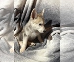 Small #4 German Shepherd Dog-Siberian Husky Mix