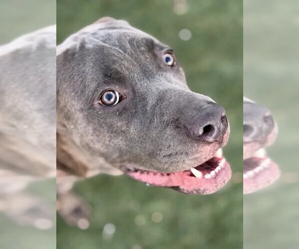 Medium Photo #1 Great Dane-Unknown Mix Puppy For Sale in Las Vegas, NV, USA