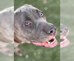 *PARIS - Female Great Dane-Unknown Mix Dog for Adoption - Small photo
