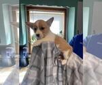Small Photo #1 Pembroke Welsh Corgi Puppy For Sale in MCMINNVILLE, TN, USA