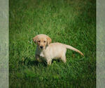 Small #2 Labrador Retriever