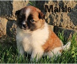 Small Photo #1 Rat Terrier Puppy For Sale in HESPERIA, MI, USA