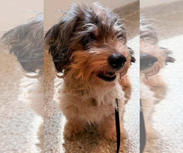 Medium Photo #3 Doxiepoo (Miniature) Puppy For Sale in Holland, MI, USA