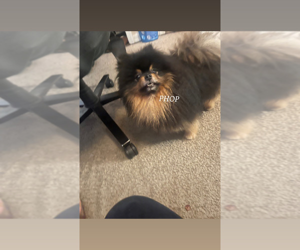 Medium Photo #1 Pomeranian Puppy For Sale in LEHIGH ACRES, FL, USA