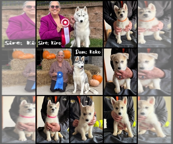 Medium Photo #1 Siberian Husky Puppy For Sale in NEWCASTLE, OK, USA