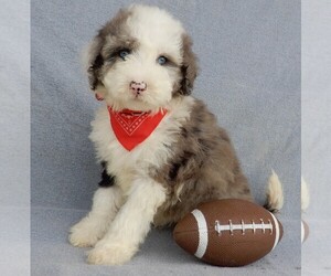 Sheepadoodle Puppy for sale in MILLERSBURG, OH, USA