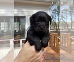 Small #2 French Bulldog-Poodle (Miniature) Mix