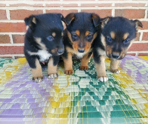 Medium Photo #2 English Shepherd-German Shepherd Dog Mix Puppy For Sale in ETNA GREEN, IN, USA