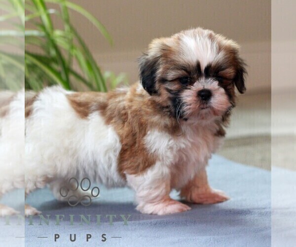 Medium Photo #2 Shih Tzu Puppy For Sale in MORGANTOWN, PA, USA
