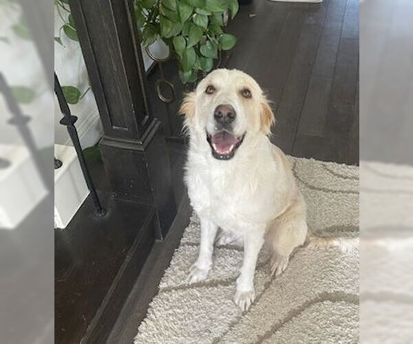 Medium Photo #12 Great Pyrenees Puppy For Sale in Spring, TX, USA