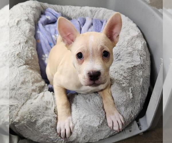 Medium Photo #1 Pug Puppy For Sale in Burbank, CA, USA