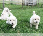 Small Photo #7 Great Pyrenees Puppy For Sale in PINEVILLE, KY, USA