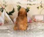Small Photo #10 Goldendoodle-Poodle (Miniature) Mix Puppy For Sale in WARSAW, IN, USA