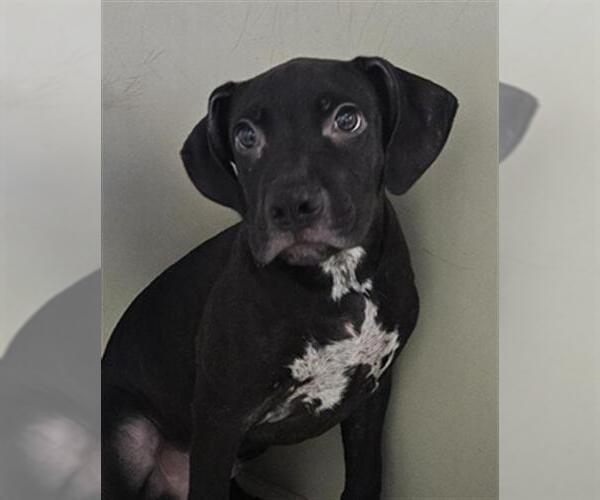 Medium Photo #2 Mutt Puppy For Sale in Bakersfield, CA, USA