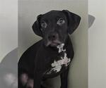 Small #1 Mutt
