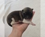 Puppy KIMBER Akita