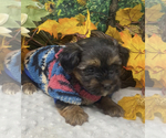 Small Photo #16 Shorkie Tzu Puppy For Sale in SELLERSBURG, IN, USA
