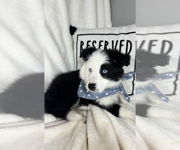 Medium Photo #5 Australian Shepherd Puppy For Sale in GREENFIELD, IN, USA