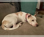 Small #1 Labrador Retriever Mix