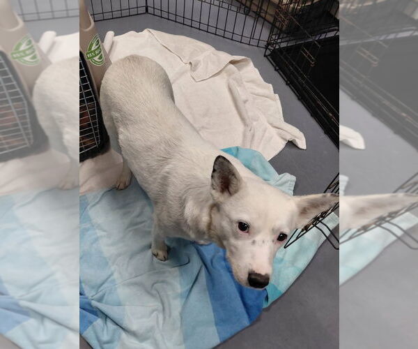 Medium Photo #3 Mutt Puppy For Sale in South Bend, IN, USA