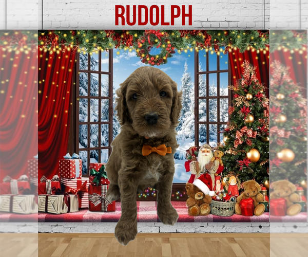 Medium Photo #5 Goldendoodle Puppy For Sale in PORTLAND, OR, USA