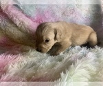 Small Photo #10 Golden Retriever Puppy For Sale in ALIQUIPPA, PA, USA