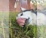 Small #3 Siberian Husky