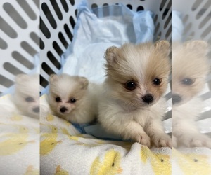 Pomeranian Puppy for sale in UNION, SC, USA