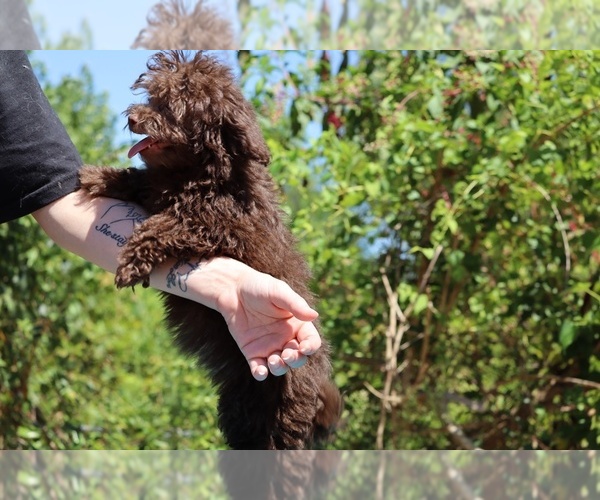 Medium Photo #30 ShihPoo Puppy For Sale in DYERSBURG, TN, USA