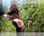 Small #29 ShihPoo