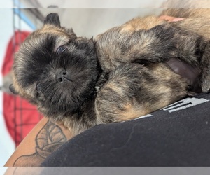 Shorkie Tzu Puppy for sale in HYATTSVILLE, MD, USA