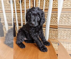 Aussiedoodle Puppy for sale in OOLTEWAH, TN, USA