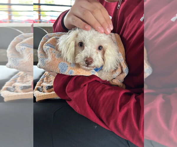 Medium Photo #3 Maltipoo Puppy For Sale in Caldwell, NJ, USA