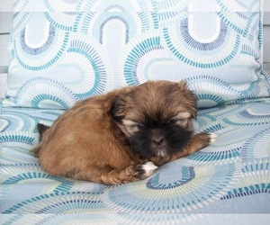 Shih Tzu Puppy for sale in S ZANESVILLE, OH, USA