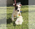 Small #1 Labrador Retriever Mix