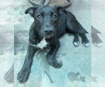 Small #23 Labrador Retriever Mix