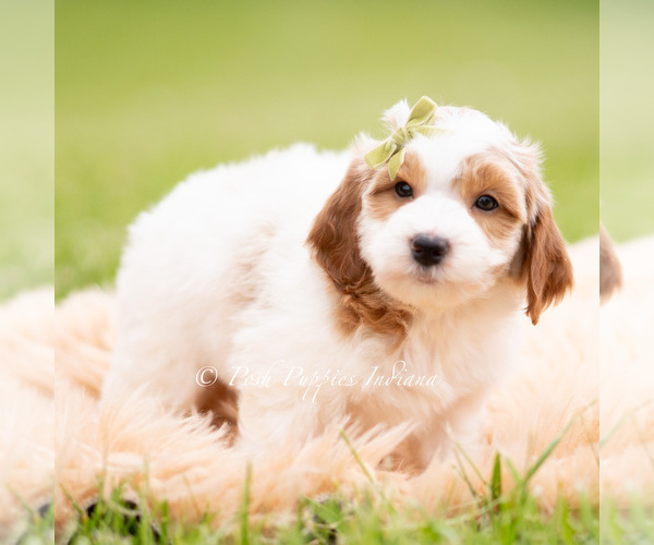 Medium Photo #3 Goldendoodle (Miniature) Puppy For Sale in WARSAW, IN, USA
