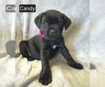 Puppy Candy Cane Corso