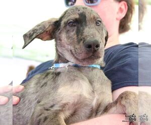 Catahoula Leopard Dog-Unknown Mix Dogs for adoption in Washington, DC, USA