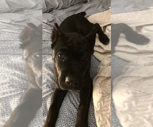 Cane Corso Puppy for sale in WAYLAND, MI, USA