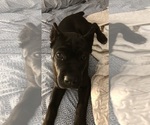 Small Cane Corso
