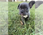 Small #2 Faux Frenchbo Bulldog