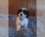 Small Photo #1 Mal-Shi-Poodle (Miniature) Mix Puppy For Sale in WOBURN, MA, USA