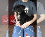 Small Photo #11 YorkiePoo Puppy For Sale in LAPEER, MI, USA
