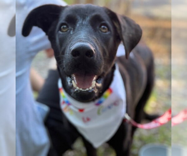 Medium Photo #4 Mutt Puppy For Sale in Canton, CT, USA