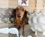 Small Photo #5 Dachshund Puppy For Sale in Sioux Falls, SD, USA