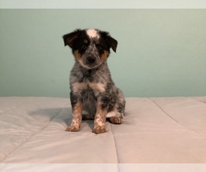 Australian Cattle Dog-Border Collie Mix Puppy for sale in HILLSBORO, WI, USA