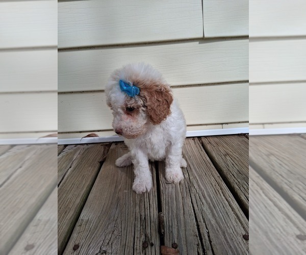 Medium Photo #27 Goldendoodle (Miniature) Puppy For Sale in GASTONIA, NC, USA