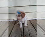 Small #26 Goldendoodle (Miniature)