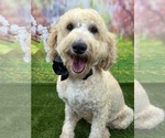 Small #8 Goldendoodle (Miniature)